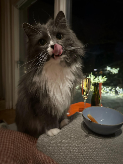 Katten har satt upp sina tassar på soffans armstöd och slickar sig runt munnen med psykotisk blick