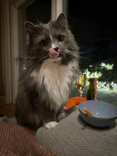 Katten har satt upp sina tassar på soffans armstöd och slickar sig runt munnen med psykotisk blick, nu tungan på andra sidan 