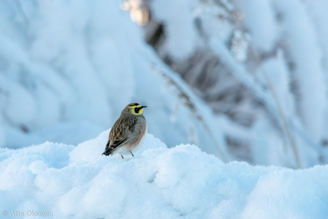 Tunturikiuru (Eremophila alpestris) poseeraa lumikasalla