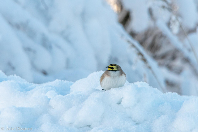 Tunturikiuru (Eremophila alpestris) lumikasalla