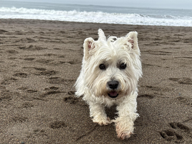 a westie stepping towards the camera, bright eyed and smiling. the ocean is breaking on the beach behind her