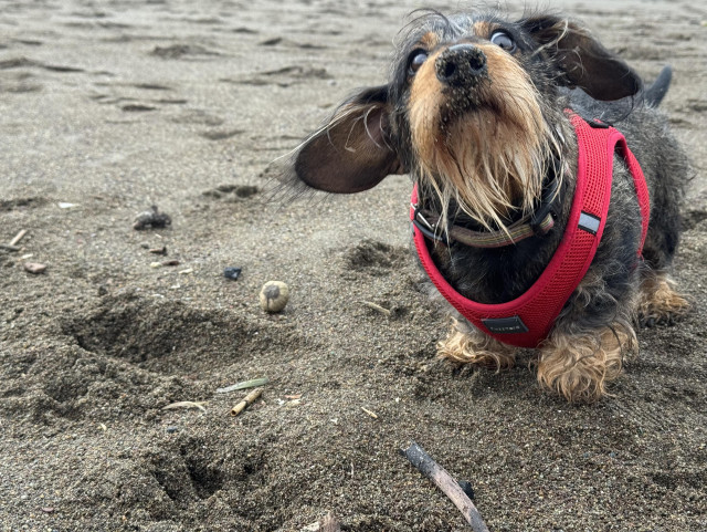 a dachshund in a red harness, his head is up and tilted back, ears flapping and whites of eyes showing creating a ”what you looking at“ look