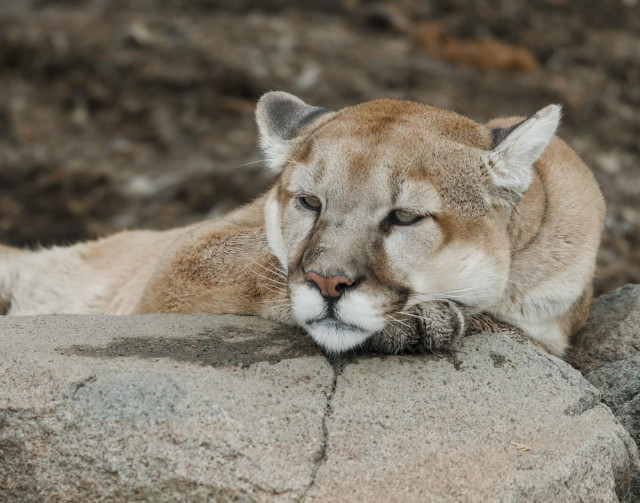 A color head and shoulders shot of a mountain lion. The cat rests behind a large boulder. It rest its head on a wet paw and looks off toward the left with a far-off gaze as though recalling some distant memory of better times. 