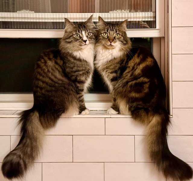 Two similar-looking long-haired tabby cats sitting in a bathroom window