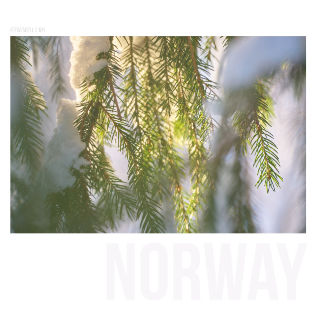 Close up of needles on a fir tree