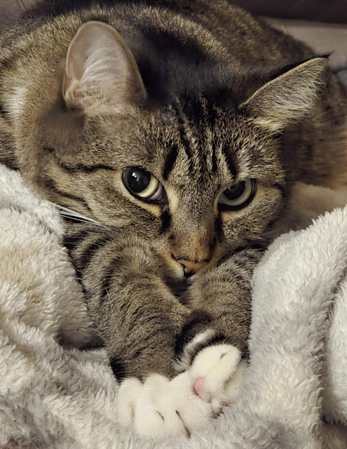 A close up photo of a brown tabby cat with her chin rested on her outstretched front legs.