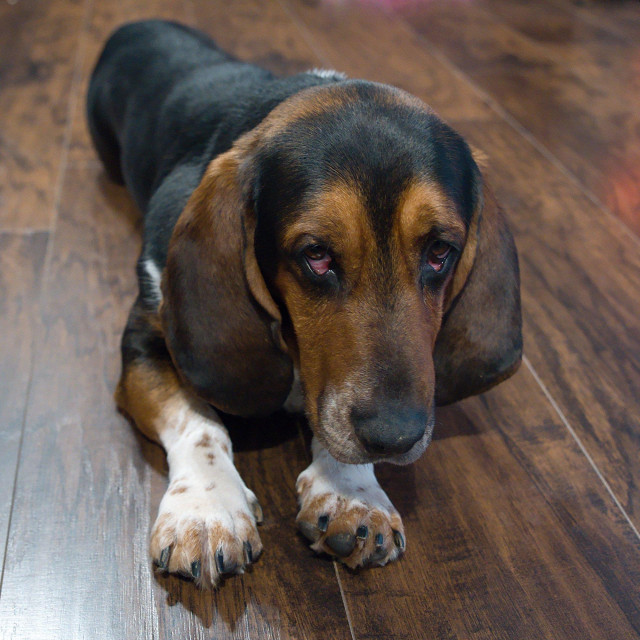 A handsome male basset rescue dog looks at the camera while lying on the floor. His coloration leans mostly black on his body, with brown and white accent colors. He's believed to be about 2-4 years old.