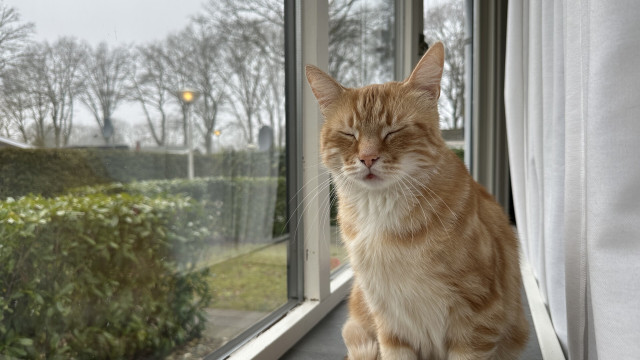 Eyes closed in front of the window