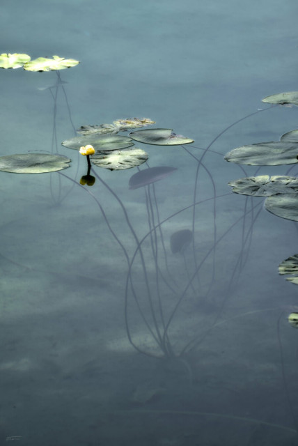 Dieses Foto zeigt eine ruhige, beinah meditative Szene eines Teichs oder Sees mit Wasserpflanzen. Im Vordergrund und Mittelgrund sind große, runde Seerosenblätter zu sehen, die auf der Wasseroberfläche schwimmen. Einige der Blätter tragen kleine, gelbe Blüten, die aus dem Wasser ragen. Die Stängel der Pflanzen sind im klaren Wasser sichtbar und werfen sanfte Schatten auf den Gewässergrund. Die Farben sind beruhigend und natürlich mit verschiedenen Grüntönen und dem sanften Blau des Wassers. Die Atmosphäre wirkt sehr friedlich.
 ------- 
This photo shows a tranquil, almost meditative scene of a pond or lake with aquatic plants. Large, round water lily leaves can be seen floating on the surface of the water in the foreground and middle ground. Some of the leaves bear small yellow flowers that rise above the water. The stems of the plants are visible in the clear water and cast gentle shadows on the bottom of the pond. The colors are soothing and natural, with various shades of green and the soft blue of the water. The atmosphere is very peaceful.