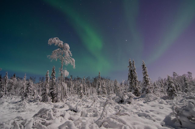 Wide nighttime landscape showing a snow-covered boreal forest under a pale, moonlit sky in Fairbanks, Alaska. Low shrubs and uneven snowdrifts fill the foreground, with frost-laden spruce and birch trees rising across the middle of the frame. A single taller tree stands slightly left of center, its branches heavily coated in snow. Above the treeline, faint green aurora bands stretch diagonally across the sky, blending into a soft teal and purple glow. Stars are visible through the aurora, and the moonlight gives the snow a muted silver tone, creating a quiet, subdued winter scene.