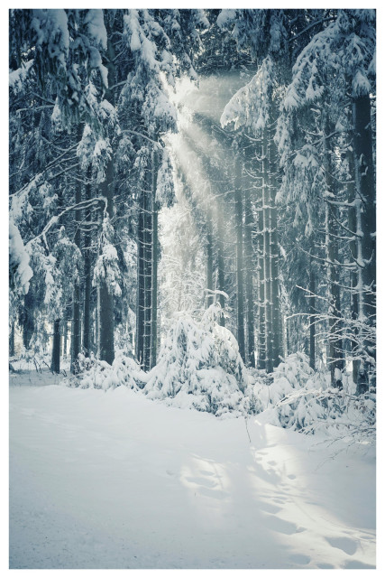Farbfoto im Hochformat mit weißem Rand. Das Bild ist in Blau- und Weißtönen gehalten und zeigt verschneite Nadelbäume in einem Wald. Im Vordergrund liegt Schnee, zwischen den Bäumen brechen Sonnenstrahlen hervor.