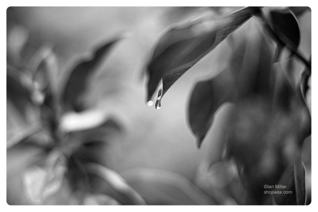 Monochrome photo close-up of a leaf with a water drop in its tip.