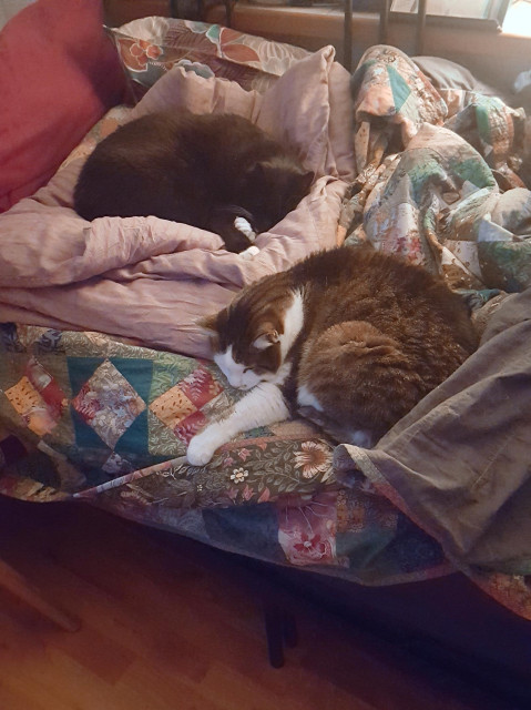 A slightly poor quality image of two cats napping on an unmade bed, in the crumpled waves of a fluffy pastel pink duvet and colourful quilts. One is a black and white tuxedo cat, another is classic brown and white tabby. They look very large and very comfortable. There's artificial light from a little lamp from behind them, and blue winter sunlight from the left of them. Both of them just absolutely sink into the bedding, soft and warm, their curled up croissant shapes slightly mirrored.