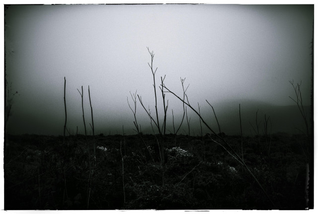 A moody, slightly green tinged monochrome photo taking on a very foggy day at Point Reyes National Park. The picture shows leafless branches of something that is no longer growing. The branches are silhouetted against the foggy sky and chaparral. In the distance, there is a hint of a hillside but it is mostly hidden in the fog. And in the foreground there are a couple of white gleaming spots  - tiny flowers in an otherwise dark foreground. 

If I was a gardener, this is how my garden would look: like something out of The Addams Family. I am more Morticia Addams than Martha Stewart.