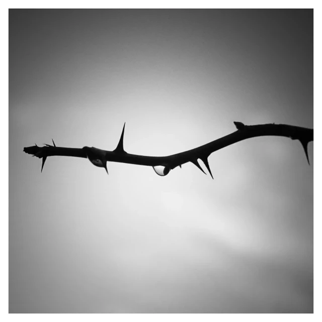 Quadratisch, schwarzweiß. Etwas oberhalb der Mitte ein Zweig mit Dornen, der von rechts mit leichtem Schwung ins Bild ragt. Hintergrund grau marmoriert.
