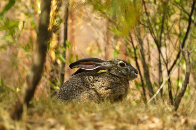 a jack rabbit crouching in scrub