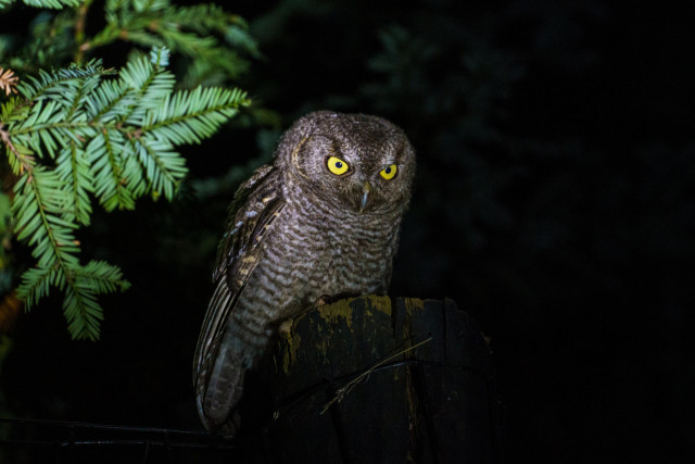 western screen owl sitting on a fence post at night, lit by a flashlight 