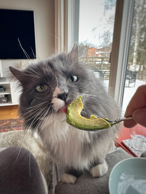 Närbild på en grå och vit långhårig katt som äter avokado från en sked.