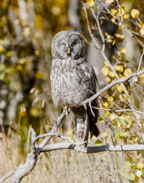 A color portrait photo of a large gray owl roosting on a dead branch. In the background are out of focus trees with autumn leaves. The owl has a large round face with smallish (for an owl) yellow eyes and a small yellow beak. The owl is looking at the camera. 