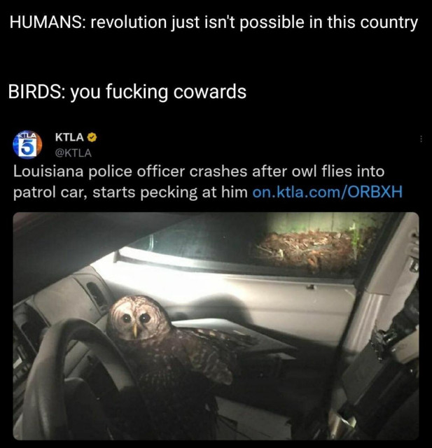 humans: revolution just isn't possible in this country

birds: you fucking cowards

@KTLA

Louisiana police officer crashes after owl flies into patrol car, starts pecking at him on.ktla.com/ORBXH

(picture of an owl in a police car)