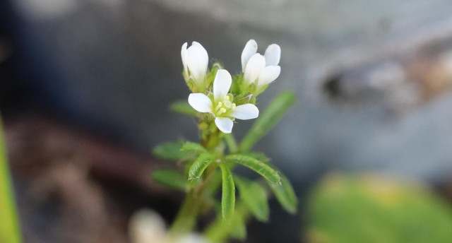 Three white flowers, one fully open, with 4 petals each. 