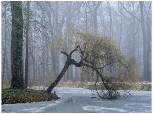 A foggy forest scene featuring a bent willow tree partially leaning over a frozen body of water. Surrounding trees are shrouded in mist, creating a serene and mysterious atmosphere.