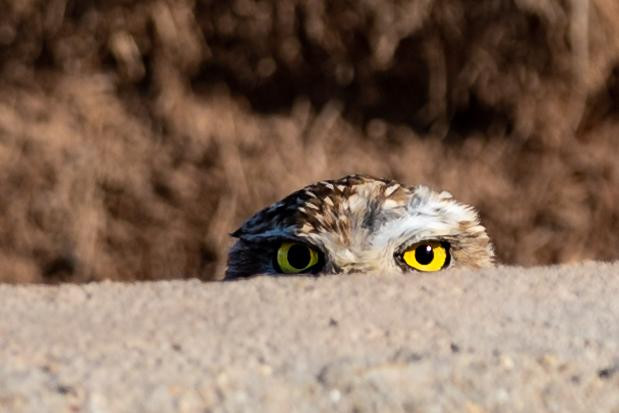 The top of a small owl's head peeking above a dirt embankment, only its eyes and top of head visible. Its eyes are bright yellow with round black pupils and convey an ambiguous look of intensity: could be fear, anger, distrust. 