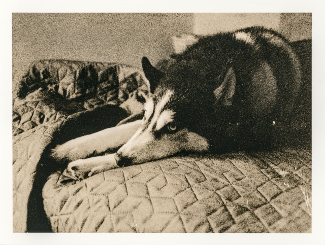 A grain-heavy lith print showing a resting husky stretched across a patterned bedspread. The dog lies on its side, head lowered, one eye half-open, calm yet alert. Warm sepia-brown tones dominate the image, with deep, velvety shadows and softly glowing highlights. The coarse grain and uneven contrast dissolve details into a painterly texture: the fur blends into darkness, the contours of the body fading toward abstraction.