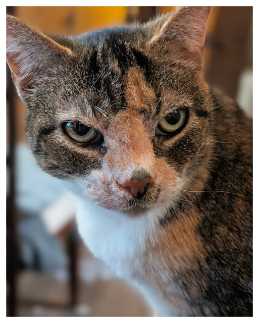 close-up of a calico cat with green eyes and white markings making eye contact. the background is out of focus.
