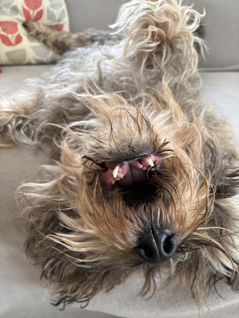 Dog upside down on a sofa, showing his teeth.
