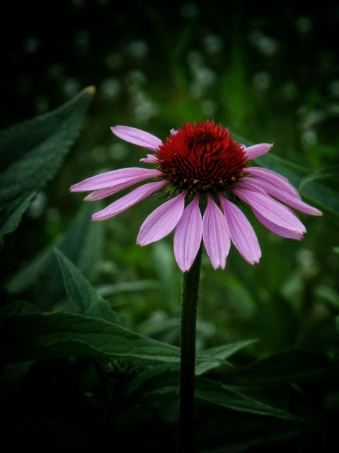 A purple coneflower is seen against a green background of mixed foliage.