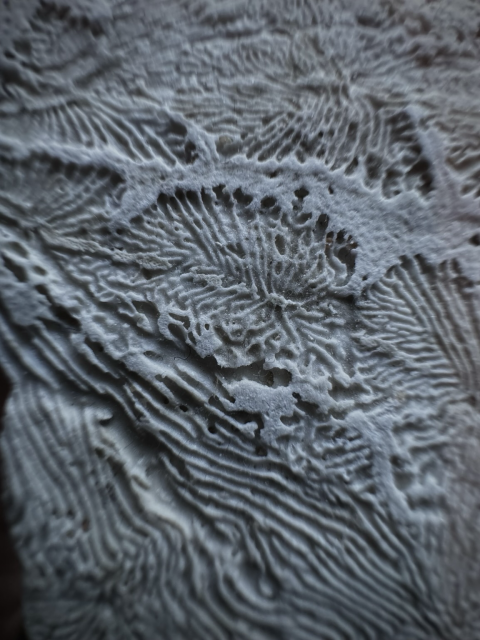 Closeup photo of the underside of an uninhabited sand dollar. White almost plaster like material with organic lines and carvings. 