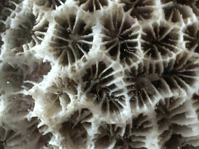 Closeup photograph of an uninhabited brain coral. White limestone like material with holes that used to house little coral creatures. 