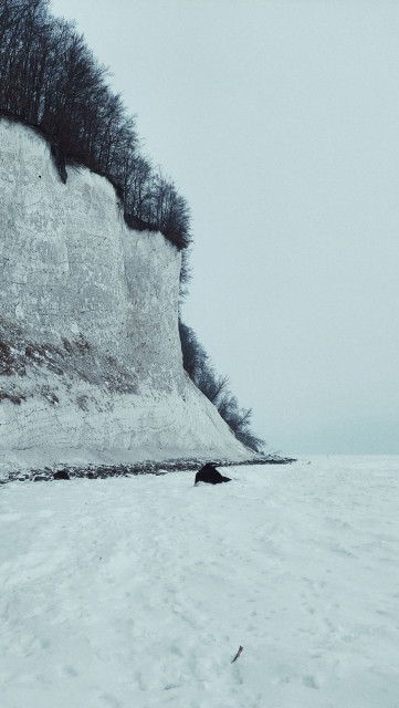 A chalk cliff covered by black trees, and the frozen sea below.