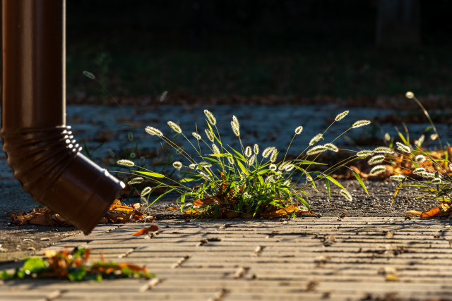 Gepflastert er Bereich, kupferfarbenes Regenfallrohr am linken Rand. 
In den Fugen wachsen Gräser, deren Samenstände im Gegenlicht leuchten.