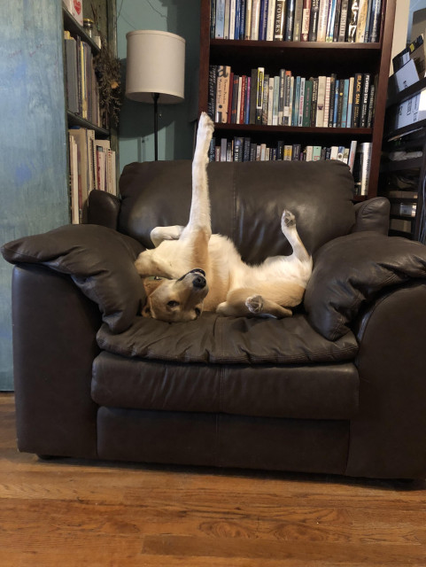 A dog sleeping curled up in a brown leather chair. She is on her back with three legs bent and splayed, but her right front leg is pointing to the ceiling.