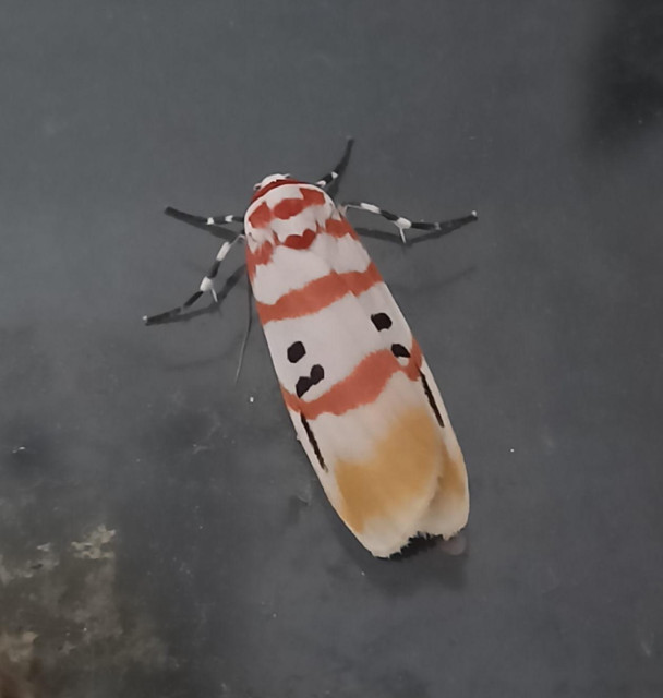 Photo from above of a spectacularly coloured oval moth about 4-5cm long against a black background. Its wings are white, as is its head. Legs are black with two white bands near the body. There is one fine red stripe just behind the head, and four wider red stripes across the body, spaced further apart. The wings have two black spots in the middle on each side, the lower one with a dark line extending towards the tip of the wing, which has a broad buff stripe. The body is not visible here.