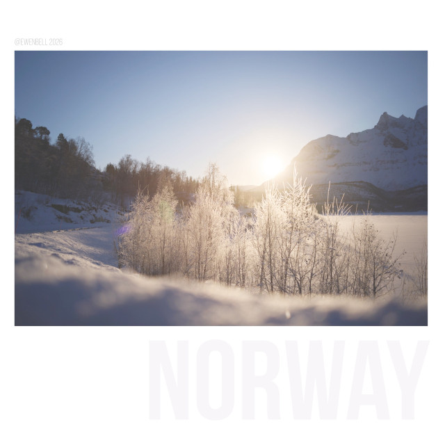 Birch trees glistening from frost and backlit by the sun