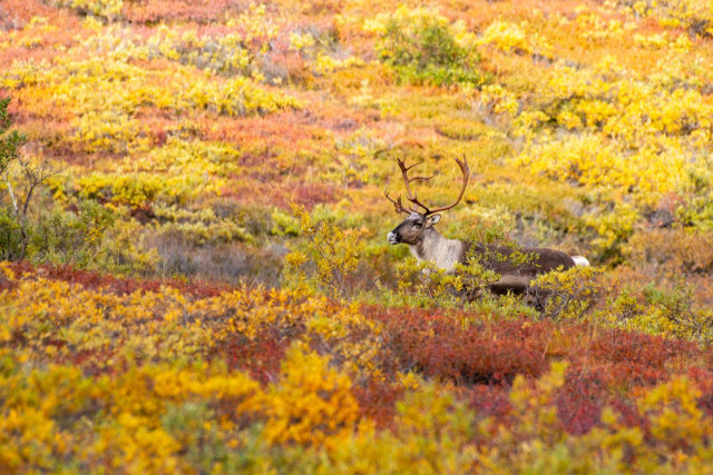 A bull caribou stands in profile in colorful autumn tundra near Stony Hill in Denali National Park. The caribou faces left, its brown body and lighter neck contrasting with the landscape. Its antlers are fully grown, branching upward and outward with multiple tines. The surrounding tundra is dense with low shrubs in peak fall color, including bright yellow, orange, and deep red vegetation stretching across rolling ground. The animal stands partially framed by knee-high shrubs, with no trees visible.