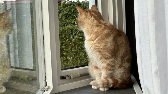 Washy looking out the window