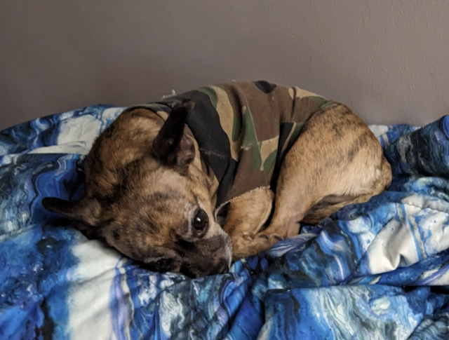 a small, brindle chihuahua/boston terrier mix with a camo shirt lies curled up on a blue and white swirly print blanket