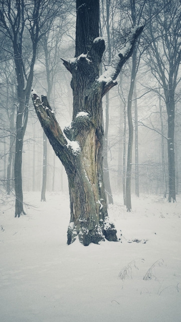 An old tree in a snow-covered forest. Foggy day scene.