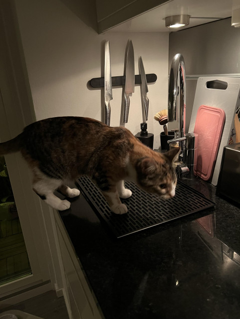 Katt står på en svart ”diskmatta” (drainer mat) som ligger över en disko i ett kök med svart stenskiva.