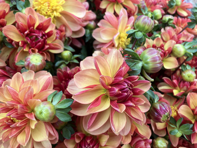 Dahlia blooms that look almost waxy. They are yellow with a scarlet underside. There are buds scattered amongst the blooms. 