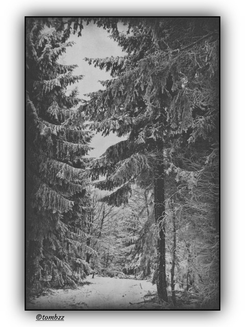 A black‑and‑white analog photograph of a winter forest. A narrow path covered in fresh snow winds gently into the distance and disappears between the trees. On both sides stand dense rows of spruces and firs, their branches heavy with snow, forming soft, uneven shapes. The trees in the foreground are tall and solid, with thick trunks and full crowns; farther back they become smaller and lighter, fading into a pale winter haze. Snow covers everything in a smooth, bright layer, and the light is soft and diffused, with no harsh contrasts. The whole scene feels calm and hushed, as if the forest were holding its breath, waiting for someone to step deeper into the quiet.