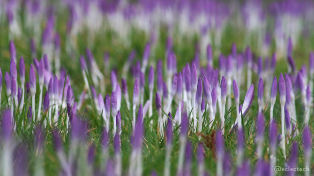 Photo taken from low down of purple crocuses growing in grass. The frame is filled with green and purple. The focus is tight so the ones in the foreground and background are blurred, with just a few across the centre in focus.