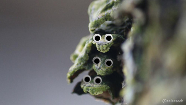 A very close up photo of some green fungi growing on a tree trunk. The focus is very tight on one layer, with two similar layers below drifting out of focus. The tree on the right and background on the left are very blurred, with the whole frame a range of greens and greys. The three layers of fungi each have googly eyes added, and the curved line cutting across them has been highlighted to make smiling mouths. They look rather cheery.