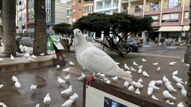 A white dove in Spain, Benidorm
