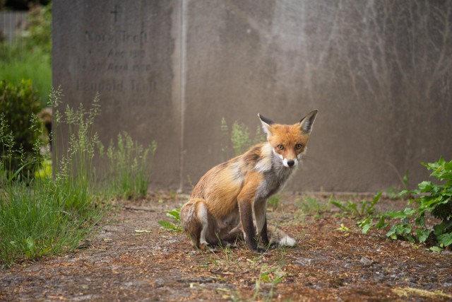 Eine recht dünne Füchsin sitzt auf einem blätterbedeckten Boden und schaut einen direkt an. Im Hintergrund ein großer grauer Grabstein, allerdings unscharf, rechts und links des Weges wachsen grüne Gräser und Blätter. 