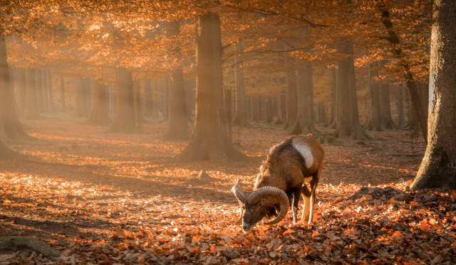 A magical autumnal scene unfolds in this serene forest setting. The forest floor is carpeted with a thick layer of golden and orange leaves, creating a warm, inviting atmosphere. Sunlight filters through the tall trees, casting a soft, golden glow that illuminates the scene and highlights the vibrant colors of the foliage.

In the center of the image, a majestic animal with large, curved horns stands gracefully amidst the fallen leaves. Its presence adds a sense of tranquility and natural beauty to the scene, harmonizing perfectly with the peaceful forest environment.

The trees, with their tall trunks and sprawling branches, create a natural canopy overhead, adding depth and a sense of serenity to the image. The overall mood is one of calm and quiet reflection, capturing the ethereal beauty of an autumn forest. The image beautifully conveys the subtle elegance and tranquility of nature during the fall season.